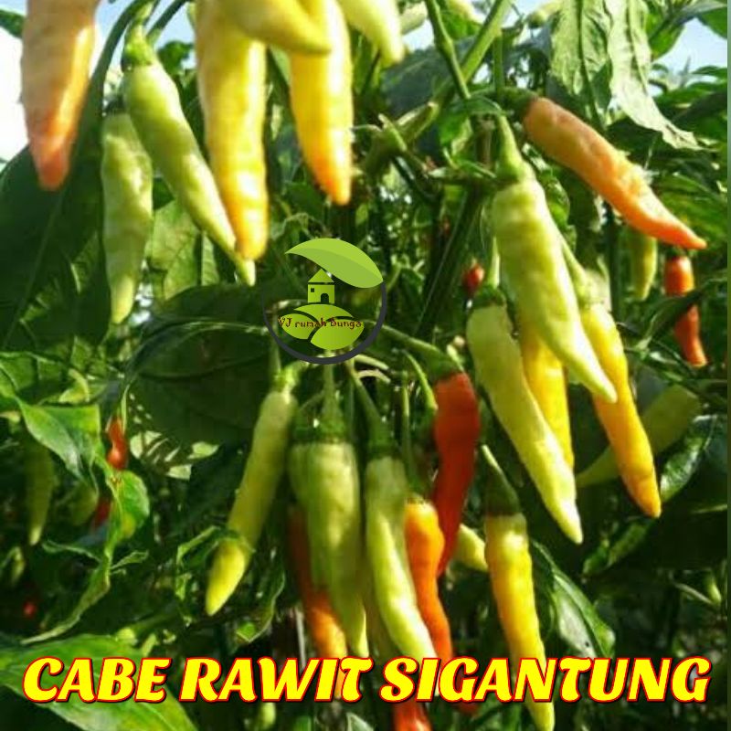 20Biji-Benih Bibit Cabe Rawit Setan Merunduk Sigantung Benih Cabai Sigantung