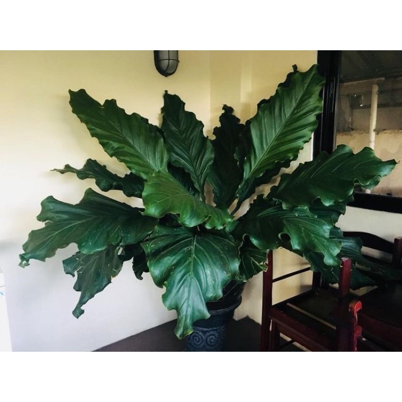 PROMO Tanaman Hias Anthurium Gelombang Cinta - Tanaman Hidup-,Bunga Hidup Murah Bunga Hiasan rumah