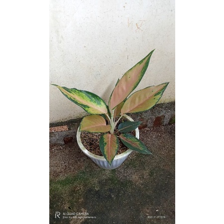 Aglaonema kochin tembaga sunrise ukuran remaja (pembelian 10 pohon 15 ribuan)