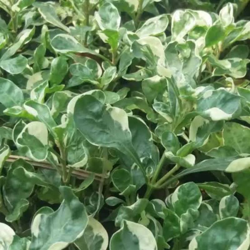 Bibit Krokot Pohon Putih untuk Hiasan Taman Rumah