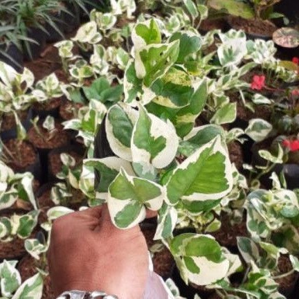 srigading enjoy - tanaman srigading enjoy - srigading variegata enjoy