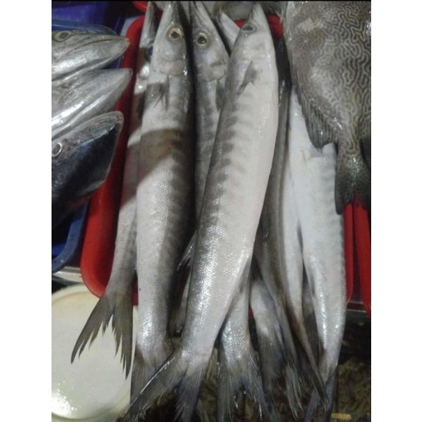 

Ikan Kacang Segar Fresh 1 Kg
