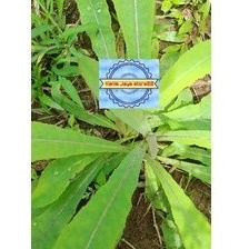 

Daun tempuyung segar 1 kg
