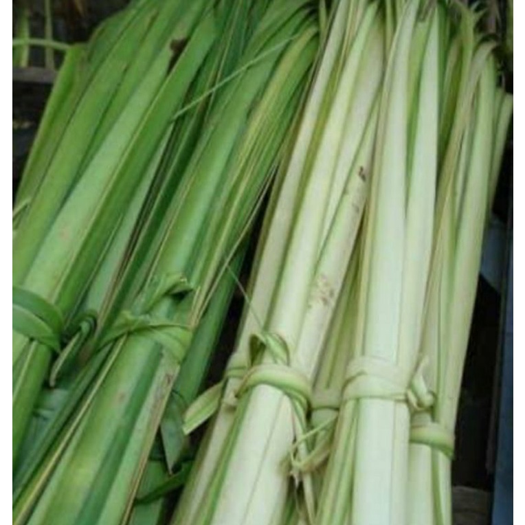 janur || janur muda || daun kelapa muda