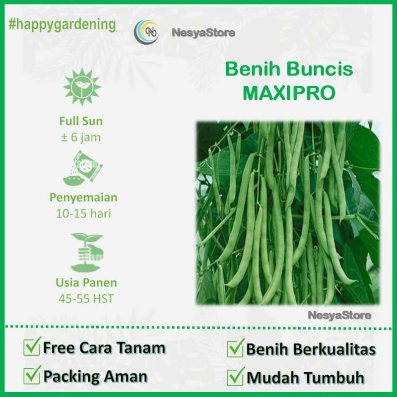 15 Benih Biji Buncis MaxiPro Panah Merah