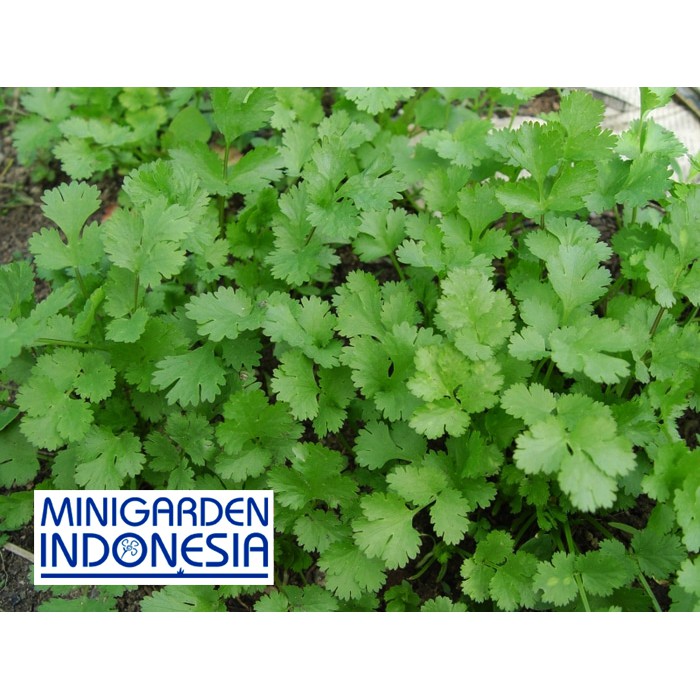 Benih Herbal CORIANDER CILANTRO 8 BIJI F1 bibit tanaman obat sayur sayuran herb fothergills