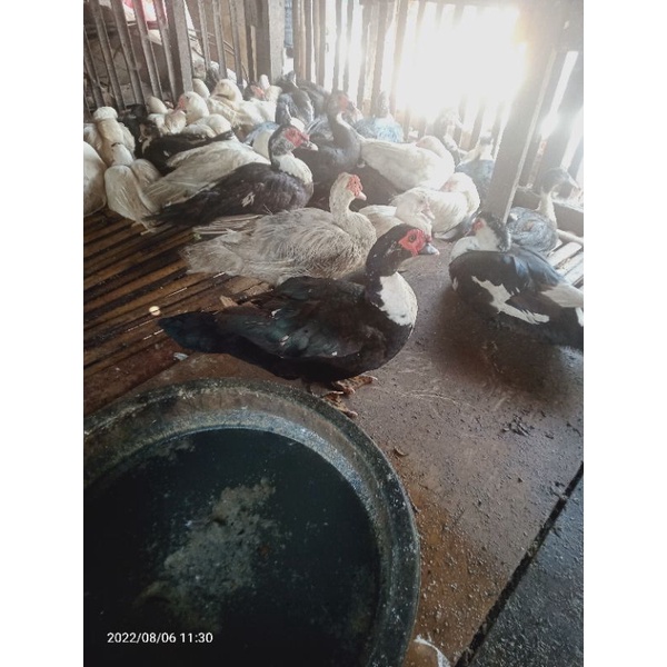 

entog basor entog tua kepala sudah berjenggot mahkota berat 2.5kg