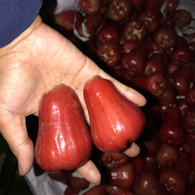 

Jambu Air segar