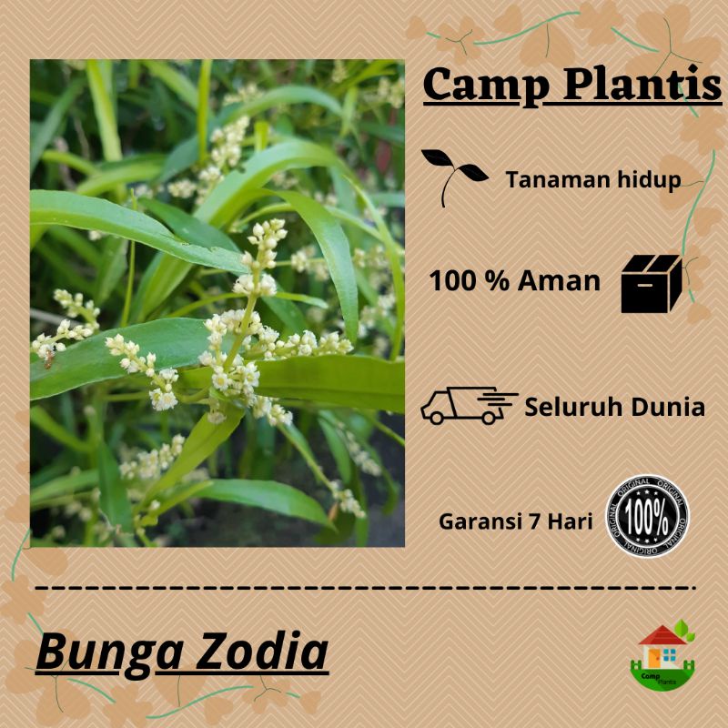 Zodia - Tanaman hias Bunga Zodia