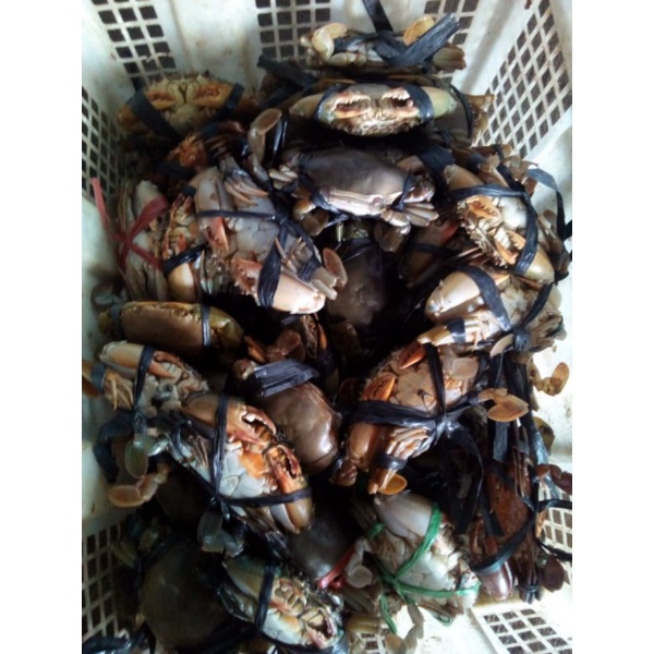 

Kepiting Fresh