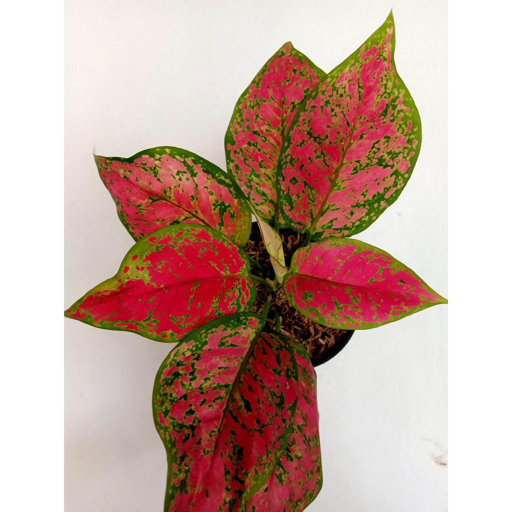 Tanaman hias aglonema dut anjamani - pohon aglonema dut anjamani