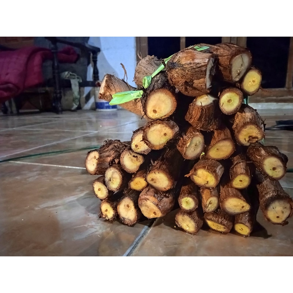 Cutting anggur Isabella siap grafting murah