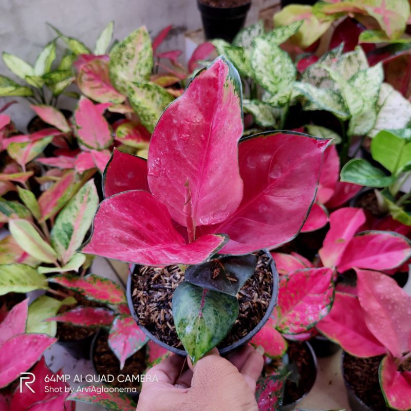 Aglaonema Suksom Jaipong stang pendek