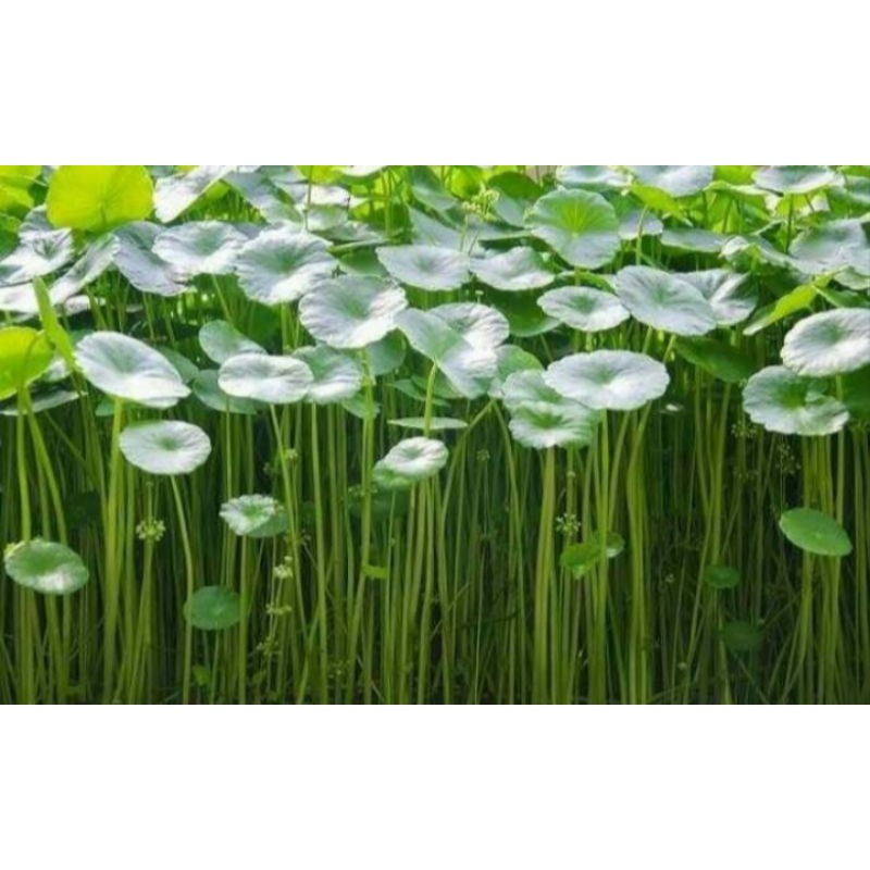 tanaman air pegagan/ pohon pegagan herba