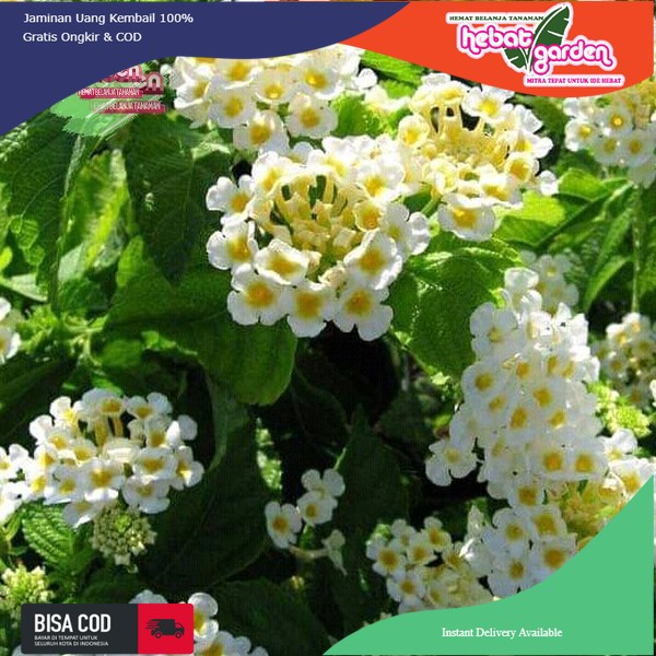 Lantana bunga putih-lantana bandana white