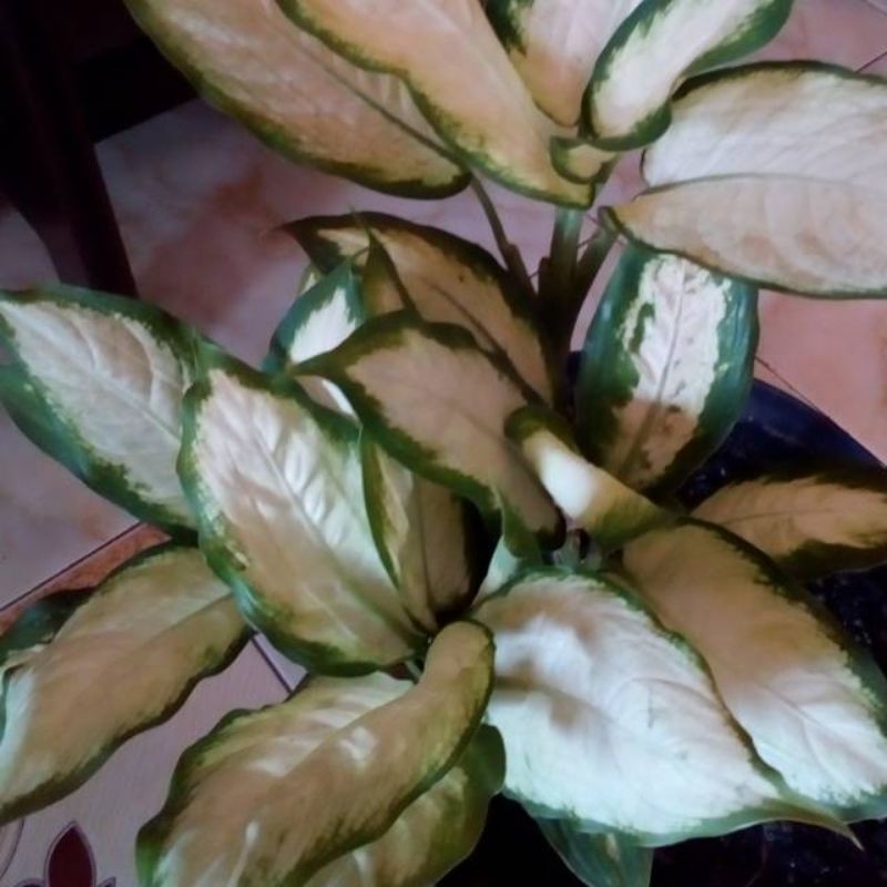 Tanaman hias aglonema blanceng susu - aglaonema blanceng putih