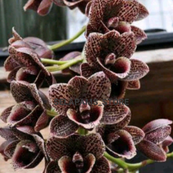 ANGGREK BIBIT CATASETUM FDK COKLAT