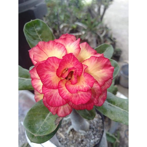 Adenium Grafting "Unpreled"