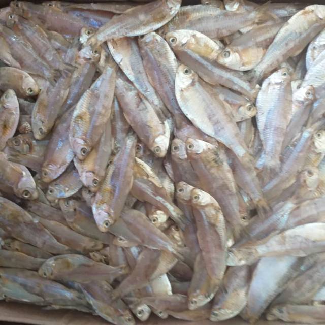 

Ikan base hase