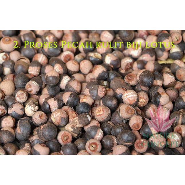 Biji Teratai Lotus Seed Fresh Makanan Diet Sehat Alami Organik Lian zi Grade AAAAA Terbaik