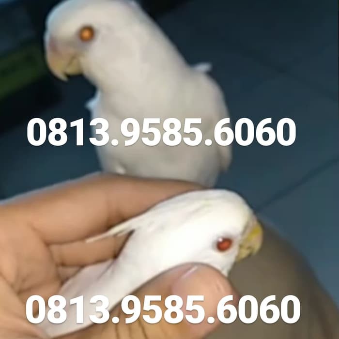 Burung Falk Lolohan Jinak Kakatua Mini Parkit Wf Albino