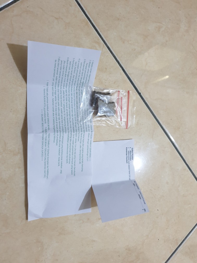 Biji/benih/bibit Buah Pepaya Lokal (25 Biji)