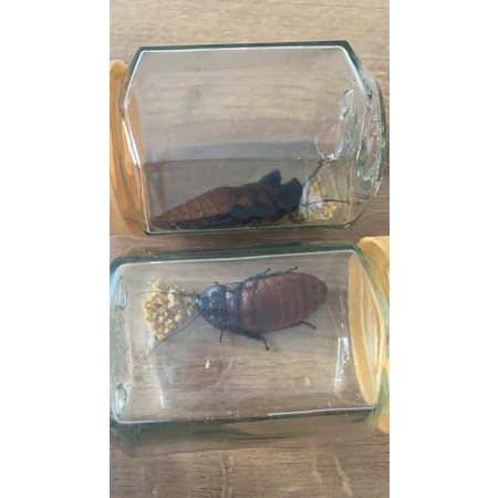 Kecoa Madagaskar Indukan Sepasang