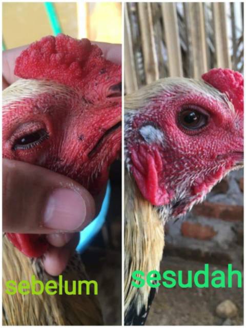 Obk Mata Untuk Snot Obat Mata Ayam Obat Ayam Obat Hewan Obat Ayam Grosir Obat Grosir Obat Ayam Shopee Indonesia