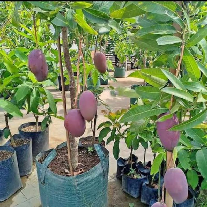 Tanaman Bibit Mangga Irwin Sudah Berbuah