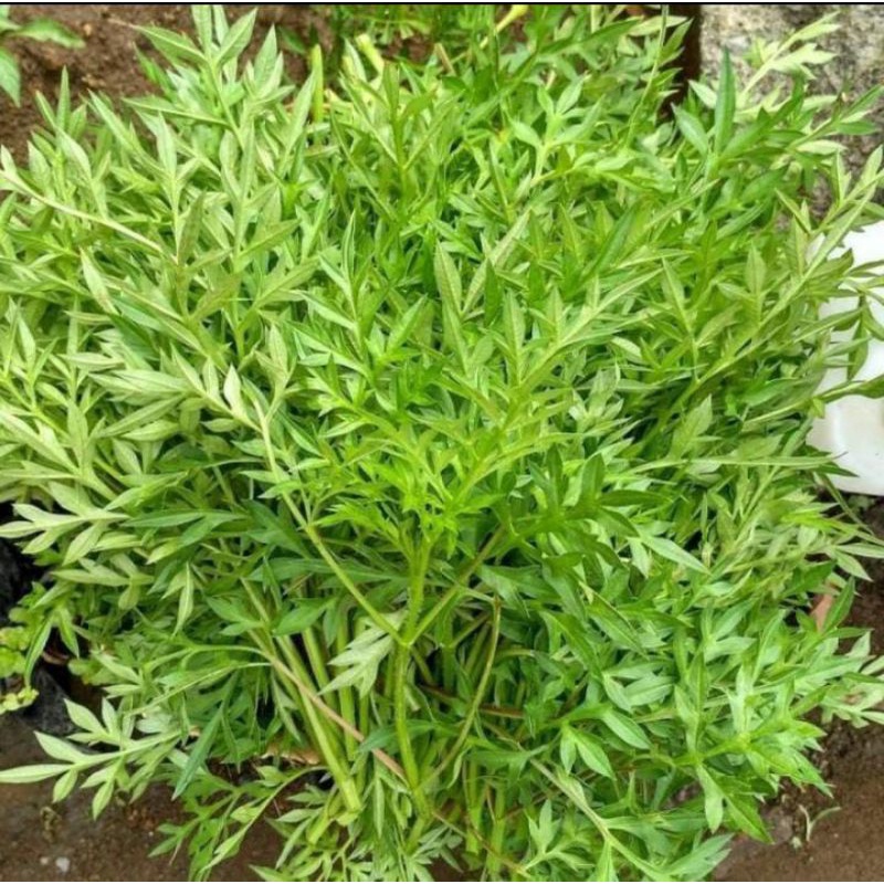 

Kenikir Organik 500gr