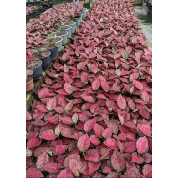 Tanaman Hias Aglonema Dut Anjamani Murah Dut Anjamani Dewasa Dut Anjamani Lokal Dut Anjamani Merah M