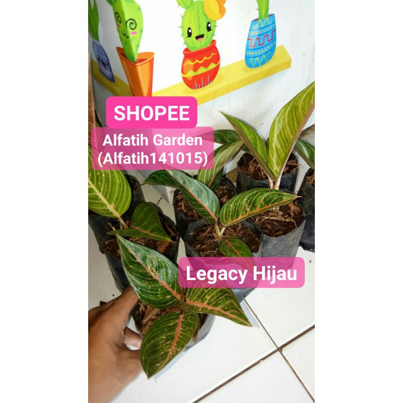 Tanaman Hias Aglonema Legacy hijau-Legacy Hijau-LEGACY HIJAU-Aglonema Legacy Hijau/PROMO Legacy