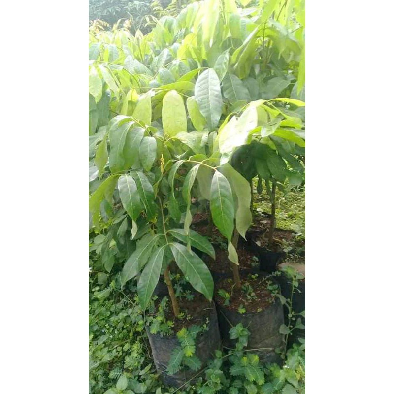 kelengkeng New kristal [super unggul]