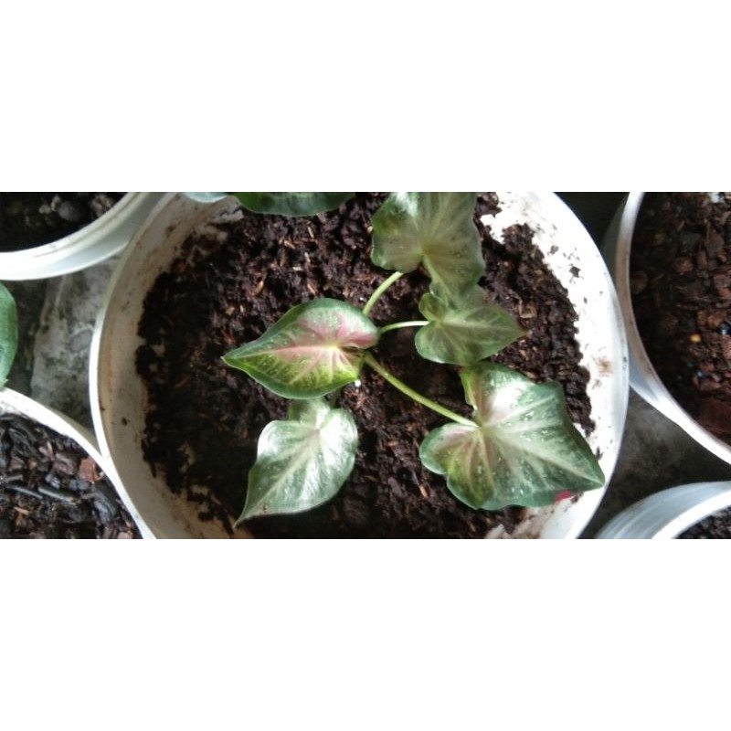 shycool  tumpah cat/tumpah darah