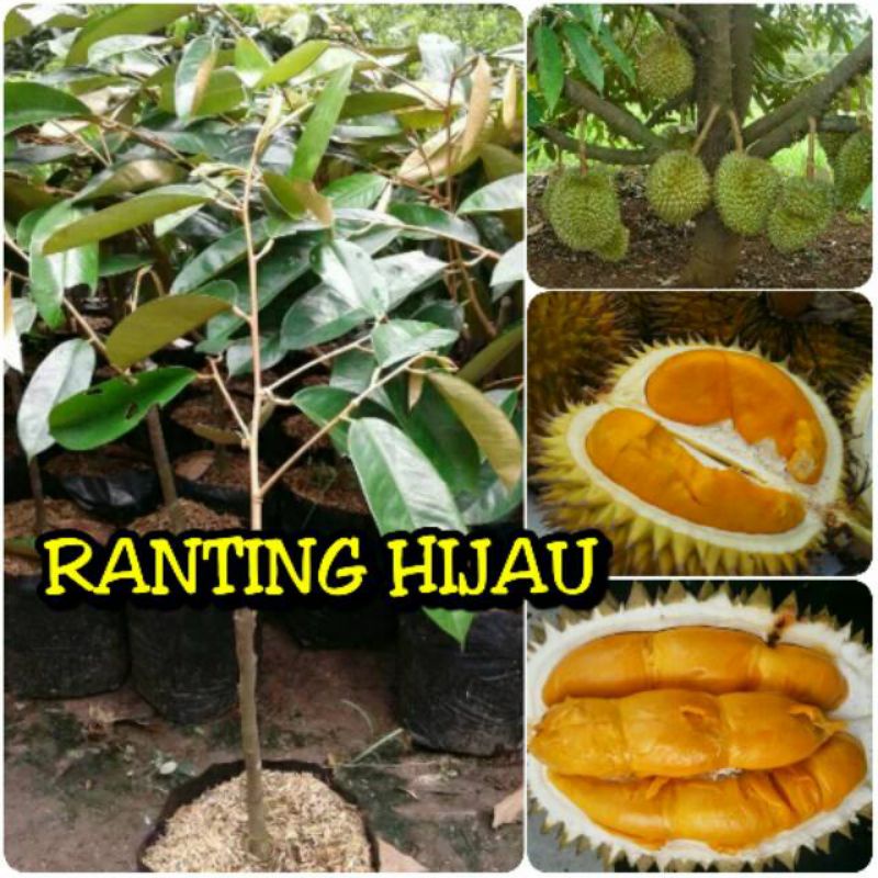 

bibit durian tembaga emas