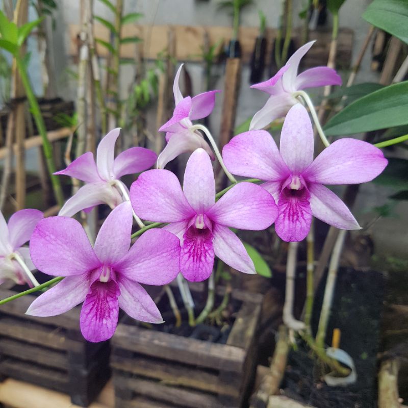 Anggrek Dendrobium Mentangai Tahan Panas Rajin Berbunga Bunga Wangi Bunga Hidup