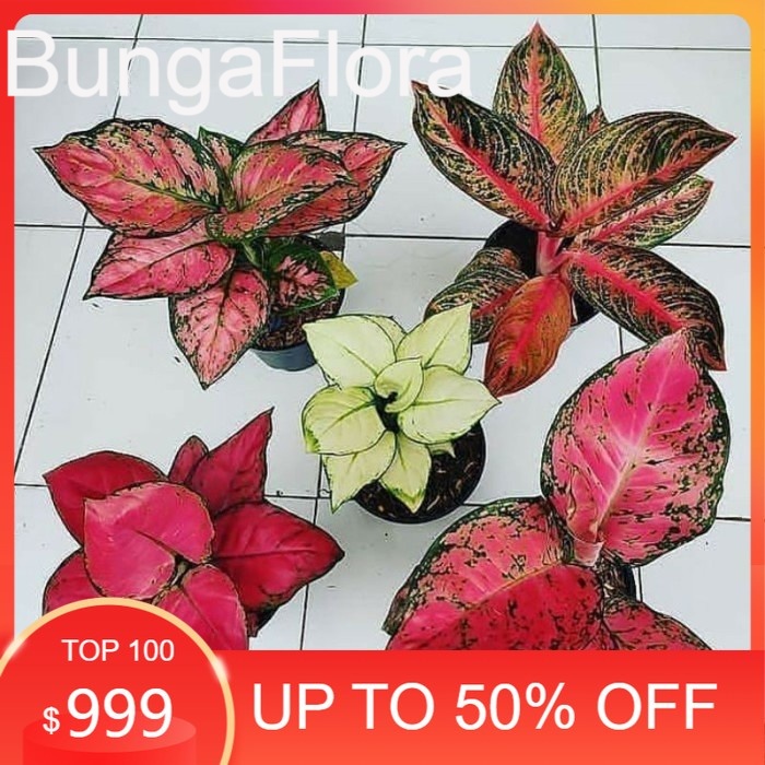 5 jenis  bibit bonggol aglonema  ,red anjamani,red heart,widuri,super white,red sumatra