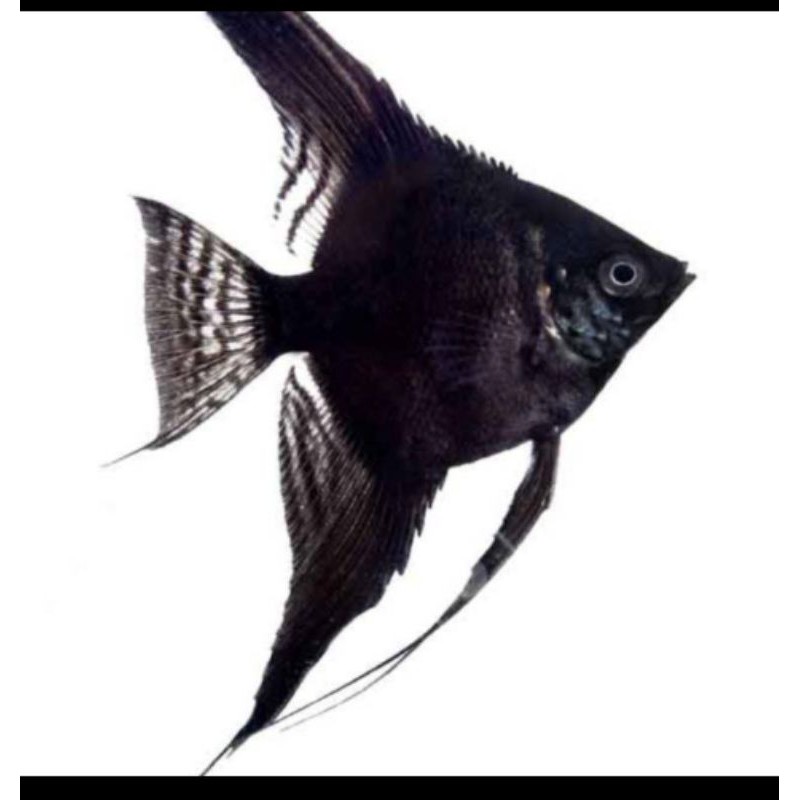 ikan manfish black