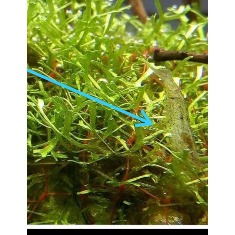 

amano air tawar
