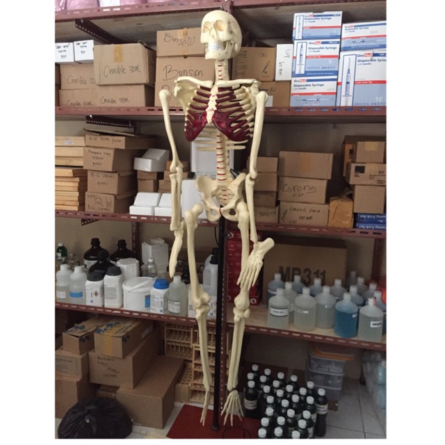 Model Kerangka Manusia /Alat Peraga pendidikan /Torso/anatomi