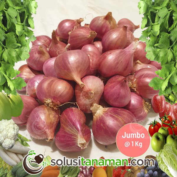 

Bawang Merah Lokal Ukuran Jumbo Super 1 Kg Fresh Kering Bawang Merah Brebes Bawang Merah Berkualitas