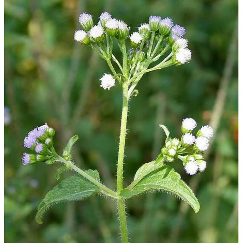 

Daun Badotan Segar