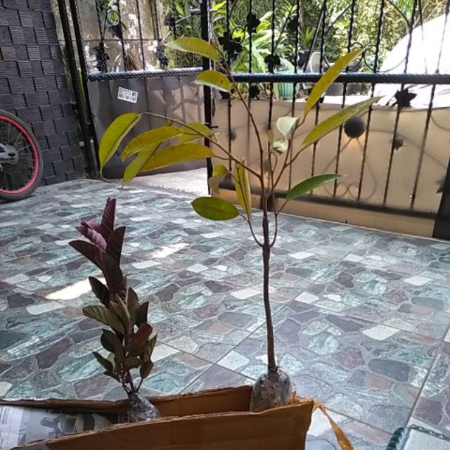Bibit Tanaman Buah Durian Montong