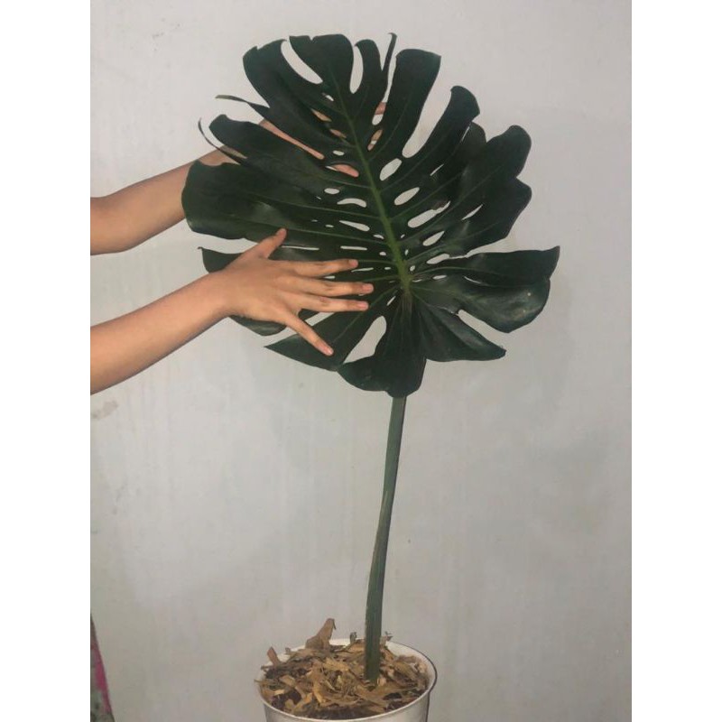 monstera deliciosa king - 1 daun