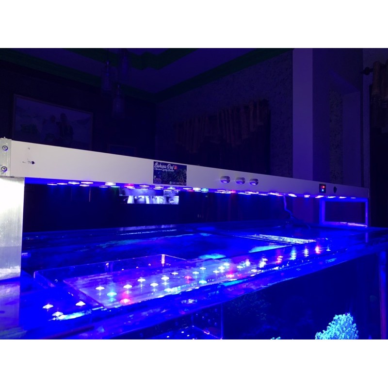 lampu aquarium laut reef tank