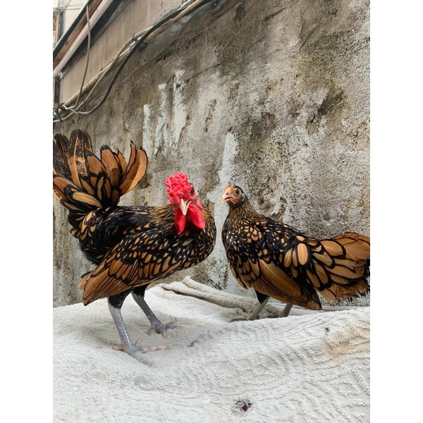 Ayam batik kanada asli