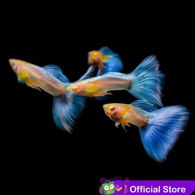 Terlaris Guppy Albino Blue Topaz Sky Blue / Ikan Hias Air Tawar Aquascape - Betina