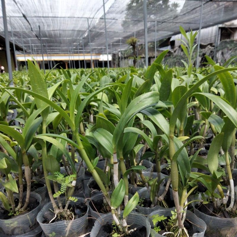 grosir dendro dewasa