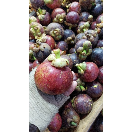 

buah manggis