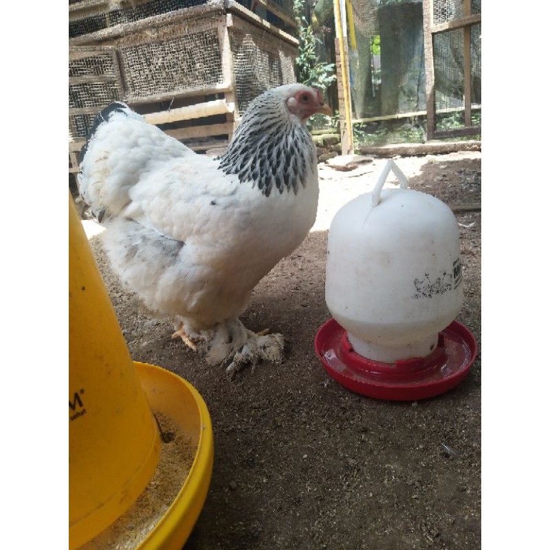 FGFG56846 Telur fertil ayam BRAHMA ORI 564568